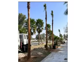 Date palm and washingia palm trees for Sale